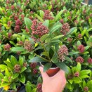 Skimmia jap. Rubella 9cm pot