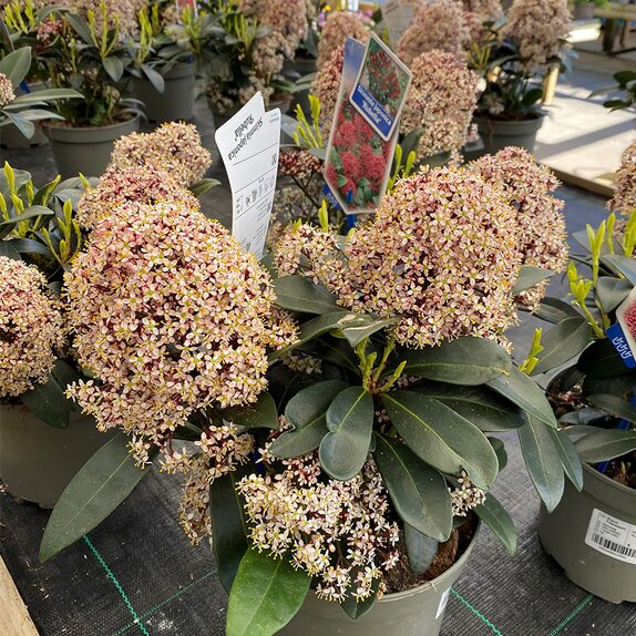 Skimmia japon. 'Rubella' - image 1