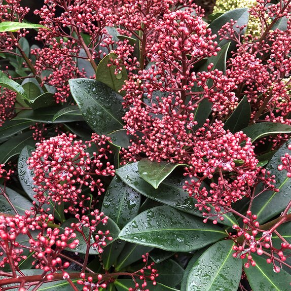 Skimmia japon. 'Rubella' - image 2