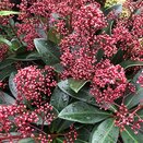 Skimmia japon. 'Rubella' - image 2