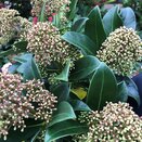 Skimmia japonica Fragrant Cloud (Fragrans)