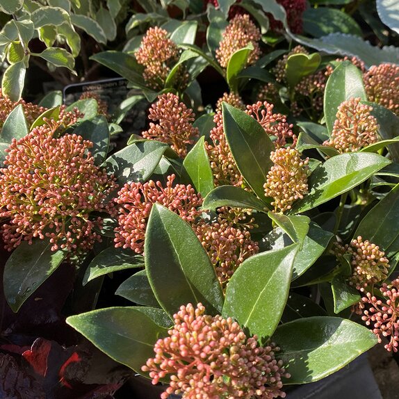 Skimmia japonica Marlot