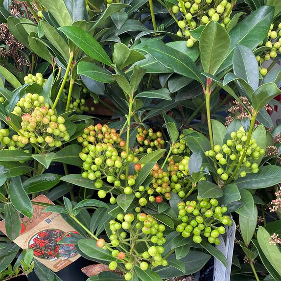 Skimmia japonica Pabella