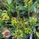 Skimmia japonica Pabella