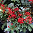 Skimmia japonica Pabella