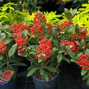 Skimmia japonica Pabella