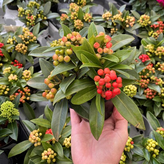 Skimmia japonica 'Red Berry Bee'®