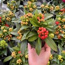 Skimmia japonica 'Red Berry Bee'®
