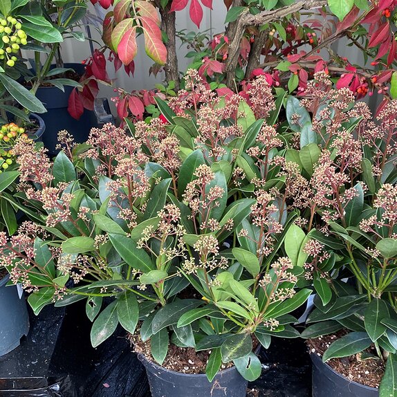 Skimmia japonica Rubella - image 1