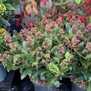 Skimmia japonica Rubella - image 1