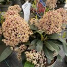 Skimmia japonica Rubella - image 3