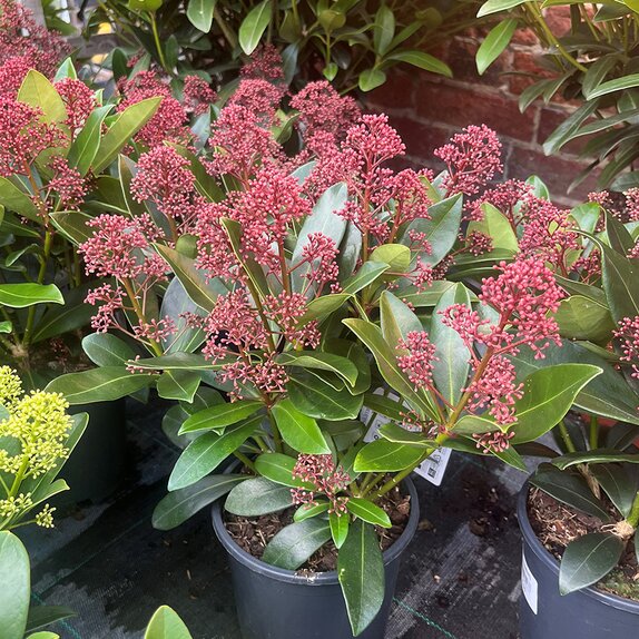 Skimmia japonica Rubella