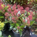 Skimmia japonica Rubella