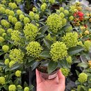 Skimmia japonica 'White Dwarf'®