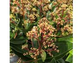 Skimmia Rumbo