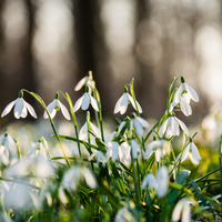 Snowdrop Value Bags