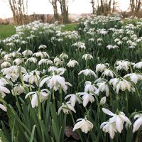 Snowdrops