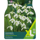 Snowdrops Galanthus Woronowii