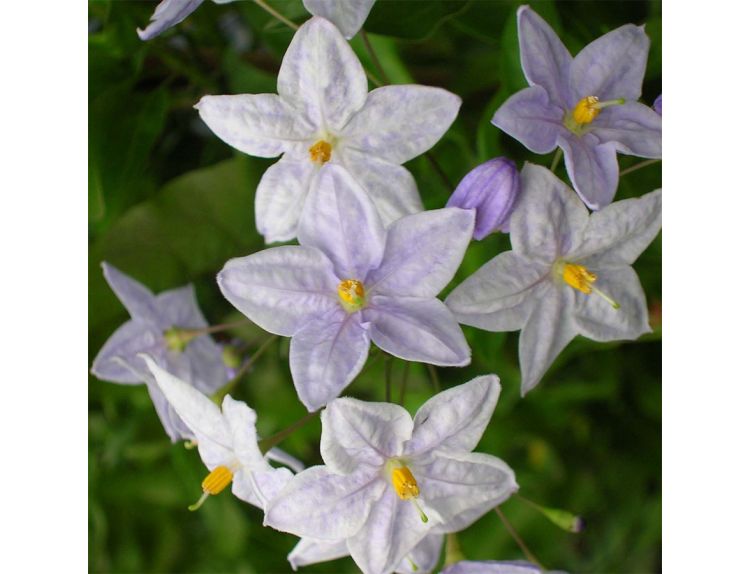 Solanum jasminoides Bleu