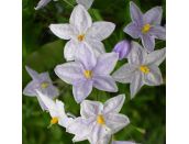 Solanum jasminoides Bleu