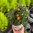 Solanum pseudocapsicum 10cm pot