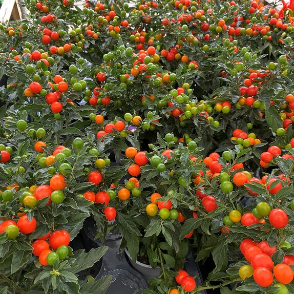 Solanum pseudocapsicum 'Bartoli' orange