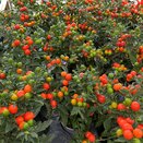 Solanum pseudocapsicum 'Bartoli' orange