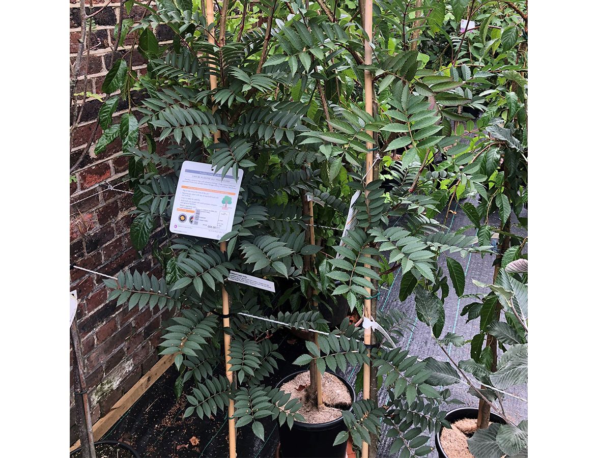 Sorbus Copper Kettle Knights Garden Centres