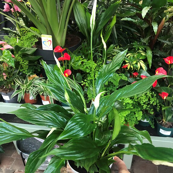 Spathiphyllum 'Bellini' Air So Pure