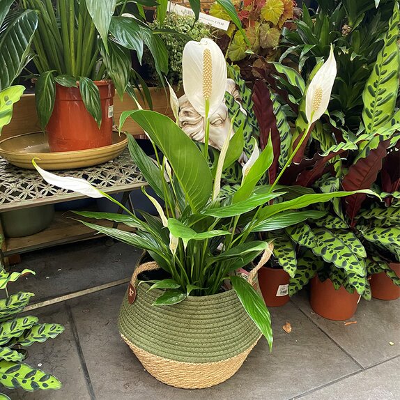 Spathiphyllum 'Bingo Cupido' Air So Pure