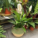 Spathiphyllum 'Bingo Cupido' Air So Pure
