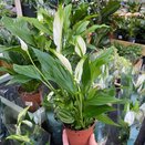 Spathiphyllum 'Pearl Cupido' Air So Pure