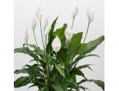 Spathiphyllum 'Sweet Chico' Air So Pure