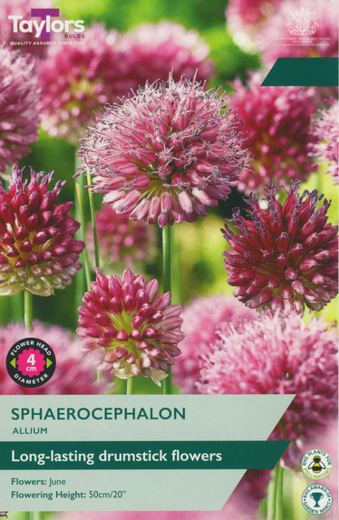 Sphaerocephalon - Allium 