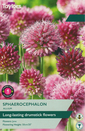 Sphaerocephalon - Allium 