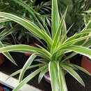 Spider Plant Chlorophytum com. 'Ocean'