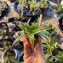 Spider Plant Chlorophytum com. 'Ocean' Bambino