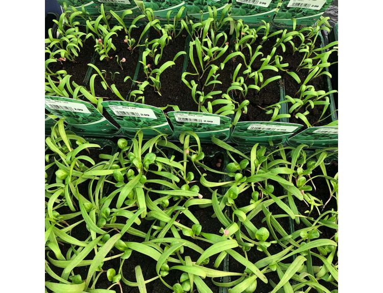 Spinach Baby Leaf 15cm Strip Pack of Seedlings