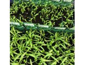 Spinach Baby Leaf 15cm Strip Pack of Seedlings