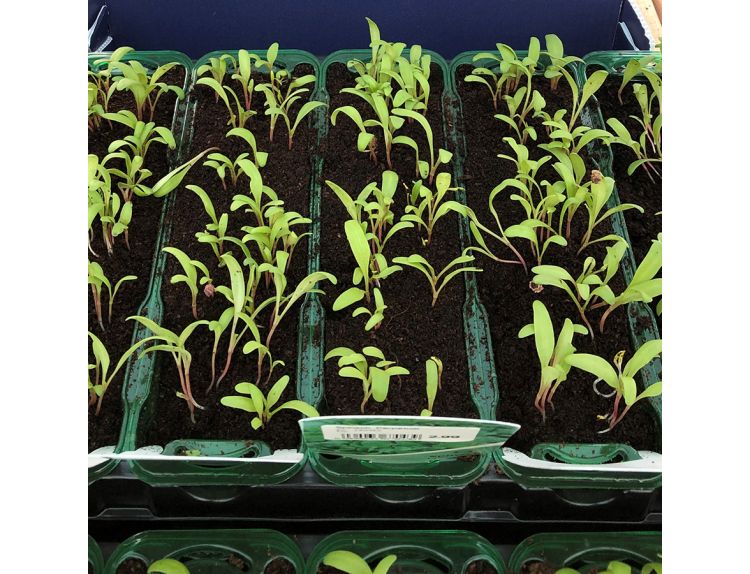 Spinach Perpetual 15cm strip pack of seedlings - image 1