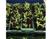 Spinach Perpetual 15cm strip pack of seedlings - image 1