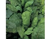 Spinach Perpetual 15cm strip pack of seedlings - image 2