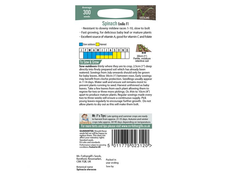 Spinach Seeds Emilia F1 - image 2