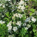 Spiraea nipponica 'Snowmound' - image 1