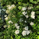 Spiraea nipponica 'Snowmound' - image 2