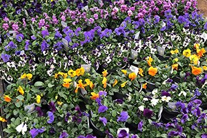 Spring Bedding Packs