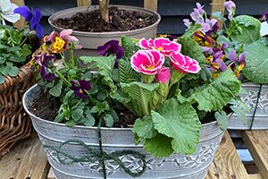 Spring Containers & Baskets