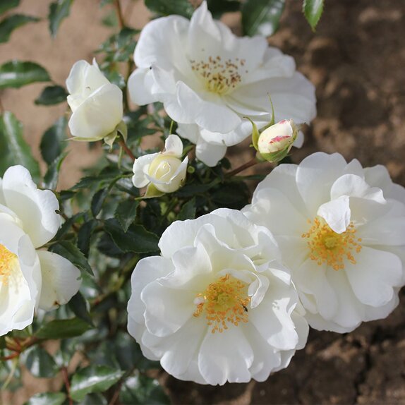 Standard Tree Rose Flower Carpet White