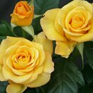 Standard Tree Rose Happy Golden Wedding