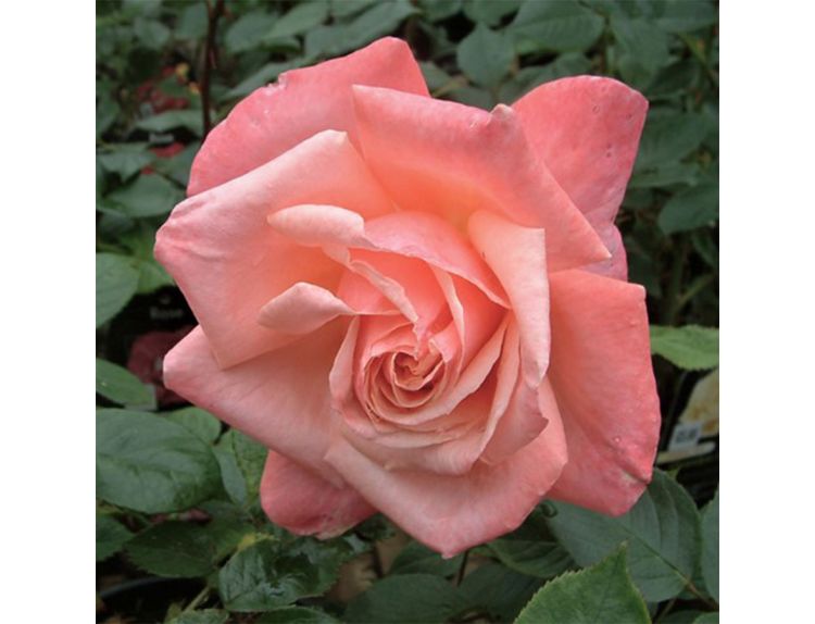 Standard Tree Rose Peachy 